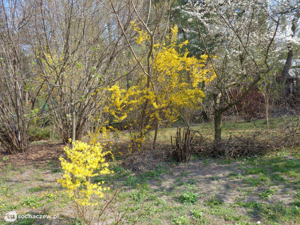 Buchnęło wiosną