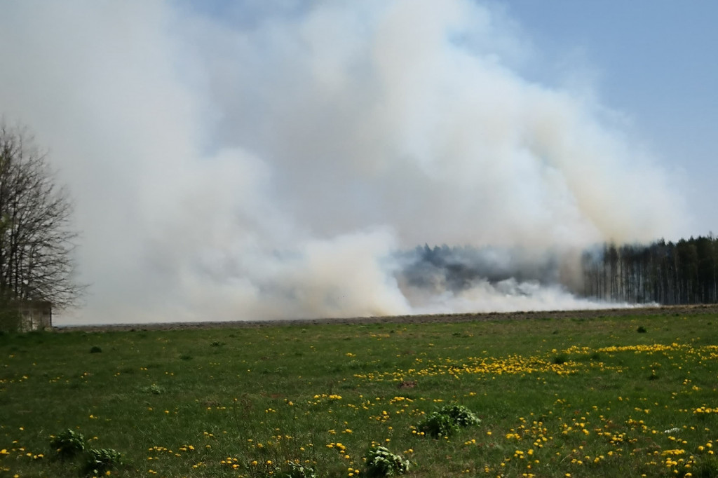 Płonie las w Dachowej