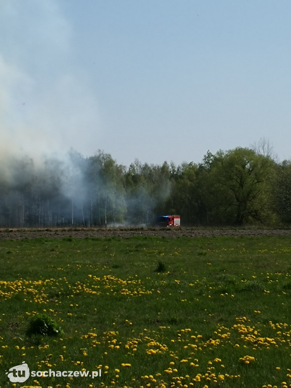 Płonie las w Dachowej