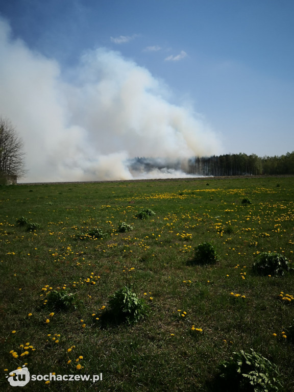 Płonie las w Dachowej