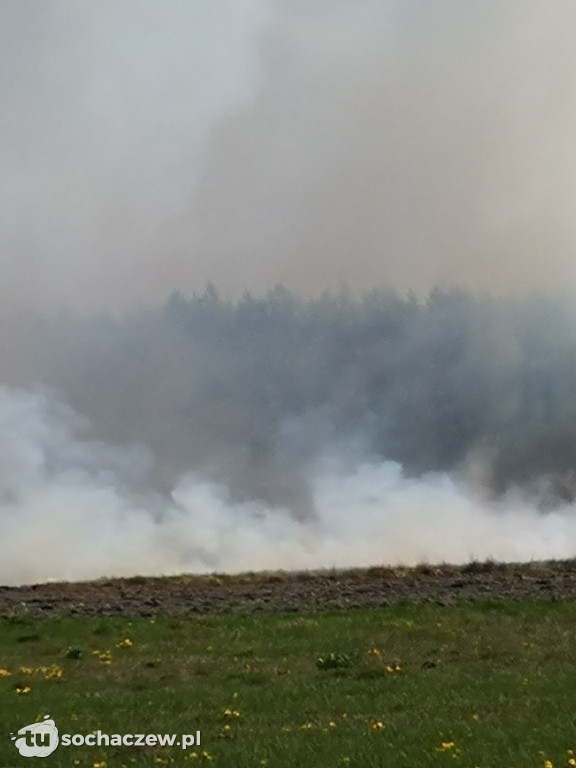 Płonie las w Dachowej