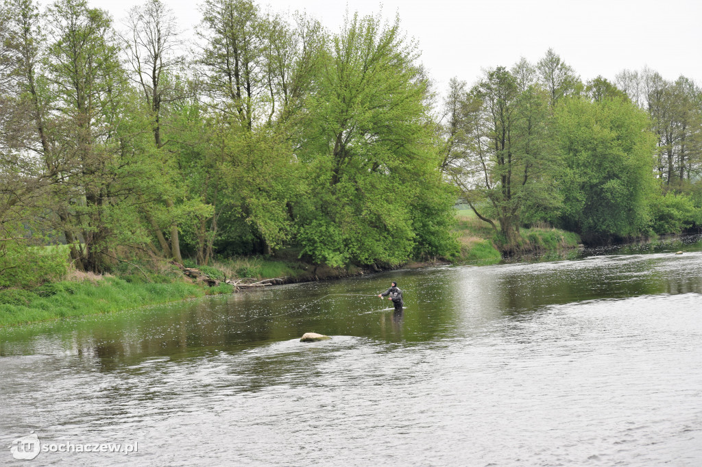 Kleń Bzury 2019