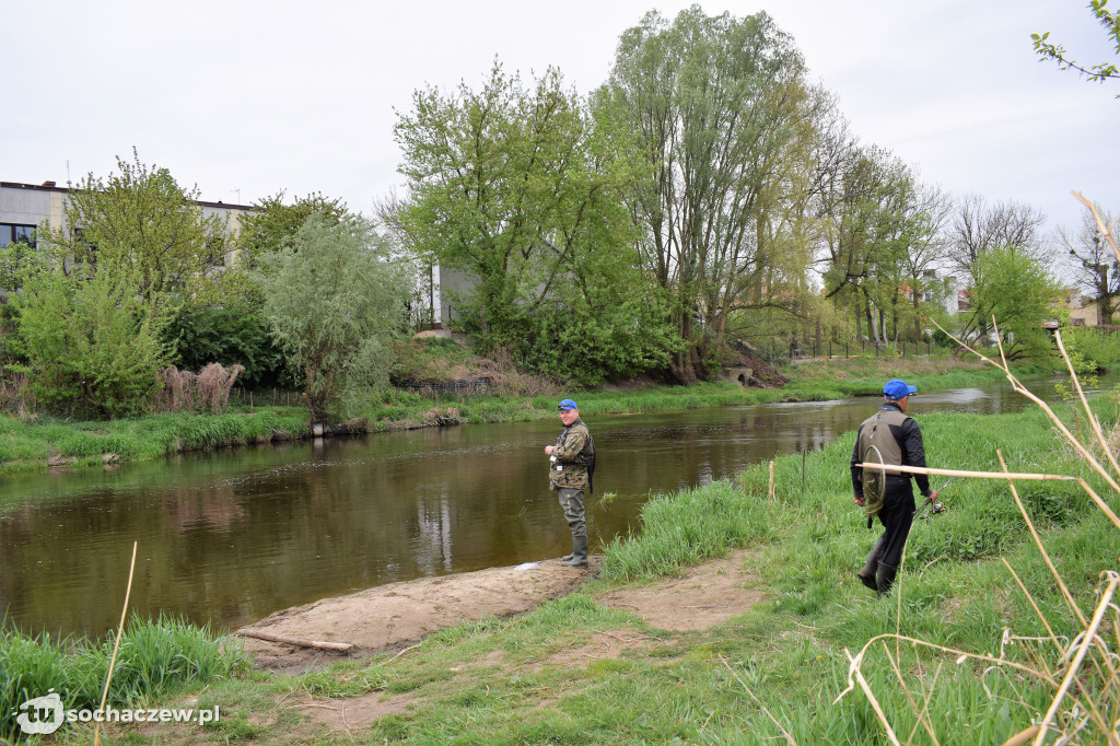 Kleń Bzury 2019