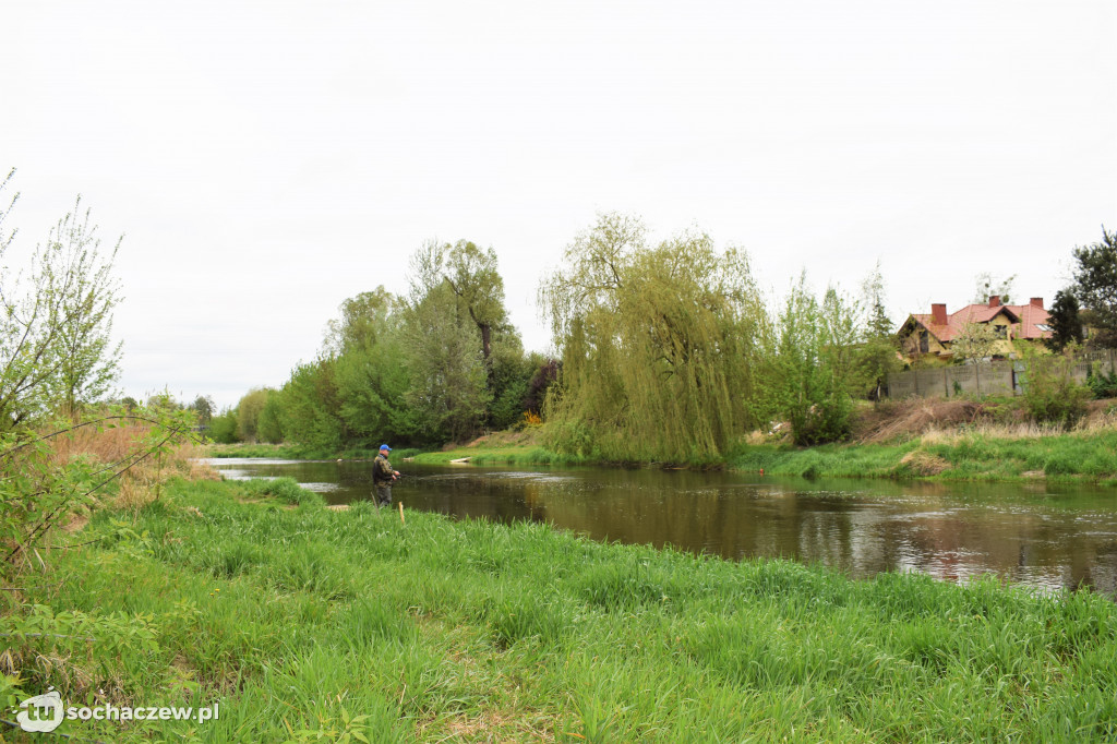 Kleń Bzury 2019