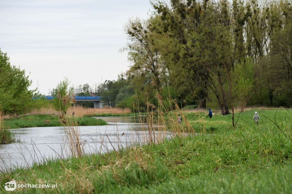 Kleń Bzury 2019