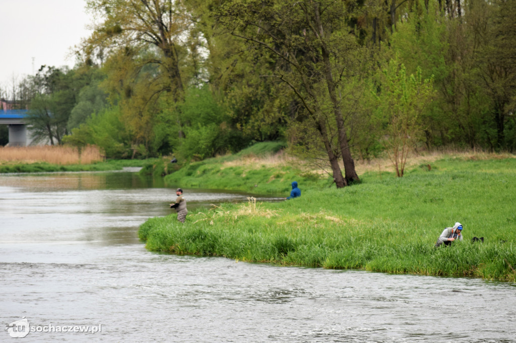 Kleń Bzury 2019