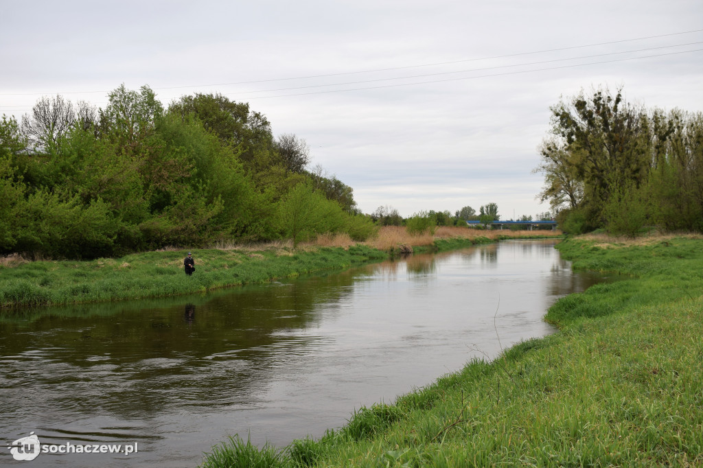 Kleń Bzury 2019