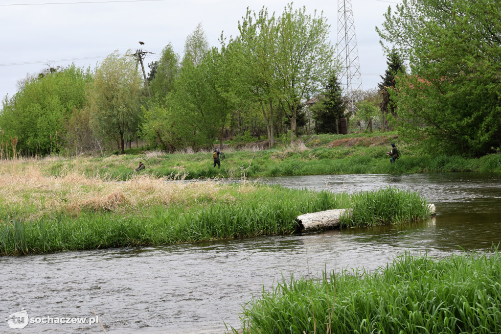 Kleń Bzury 2019