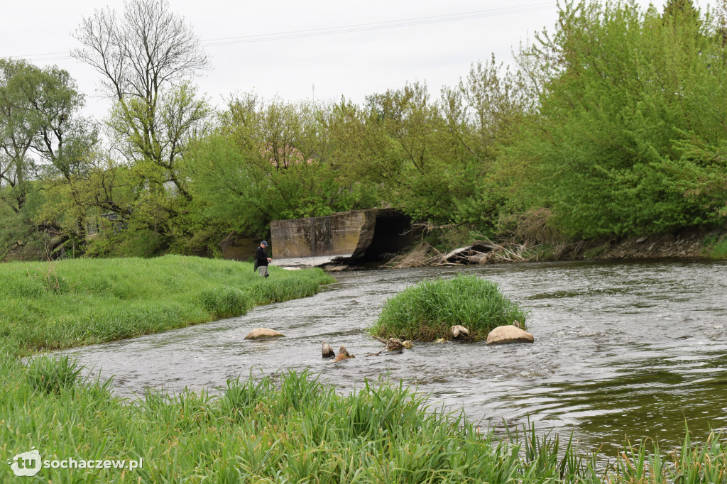 Kleń Bzury 2019