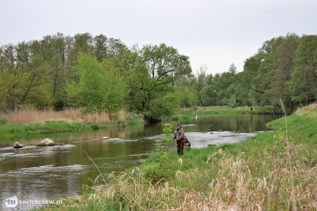 Kleń Bzury 2019