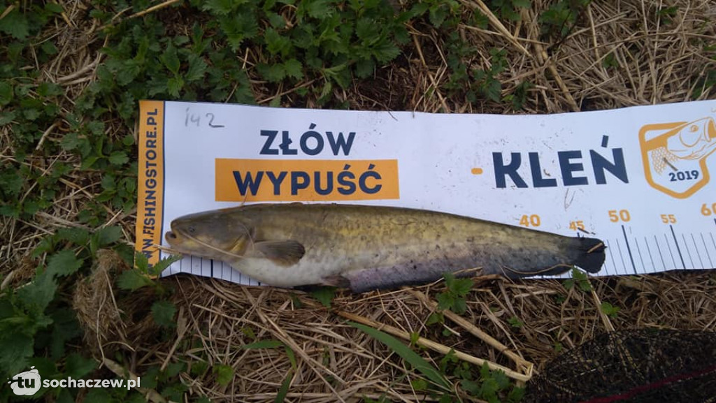 Kleń Bzury 2019