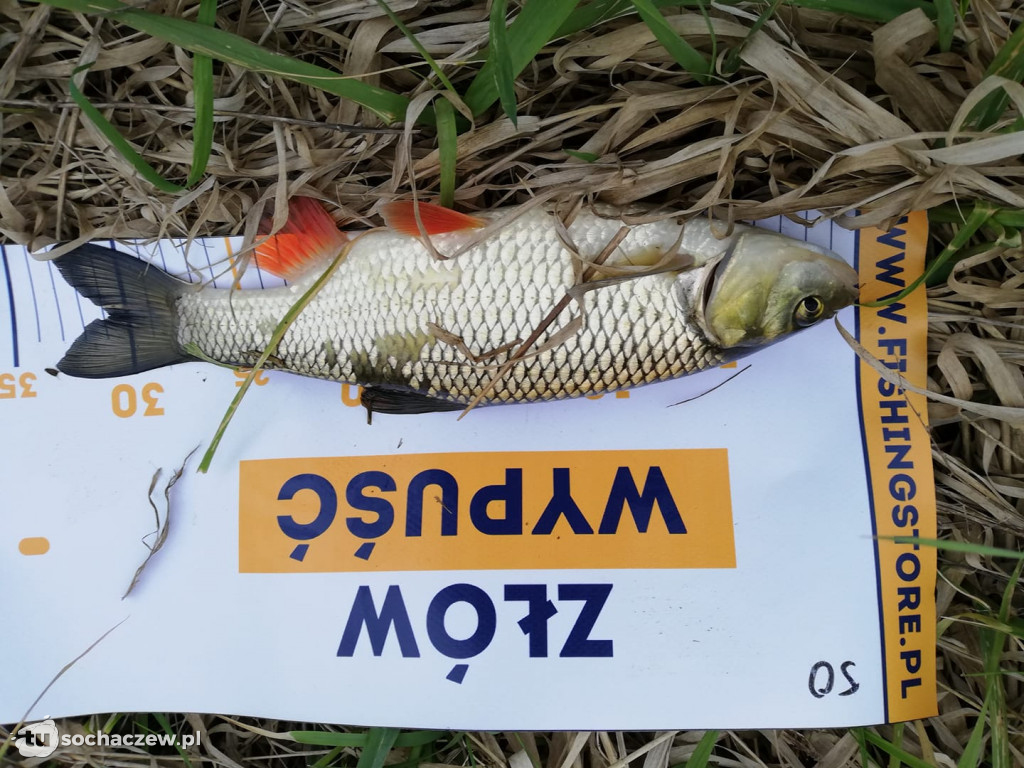 Kleń Bzury 2019