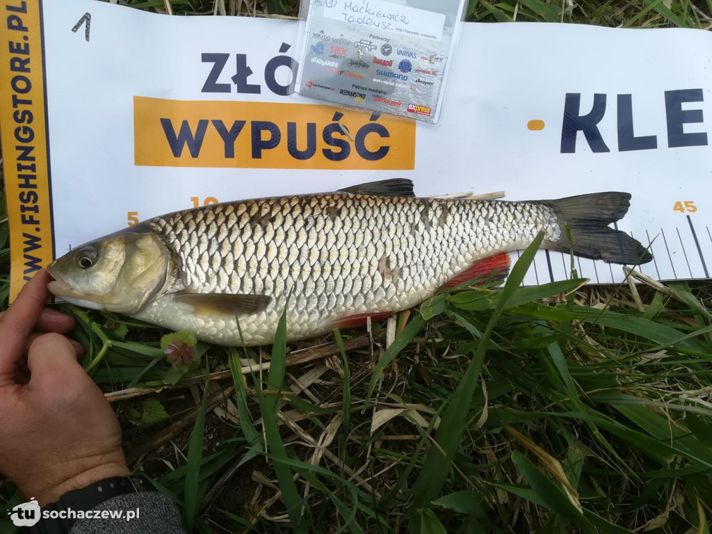 Kleń Bzury 2019