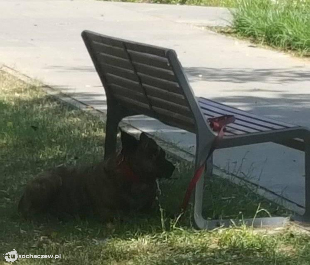 Interwencja w parku przy Traugutta