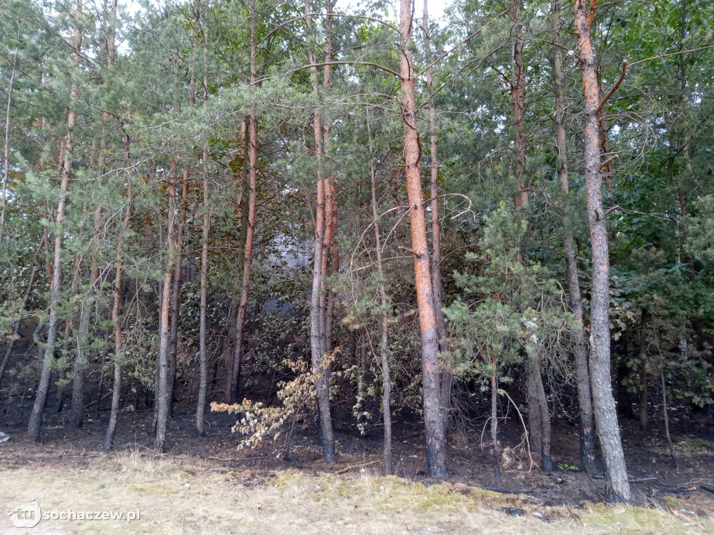 Płonie las w Witkowicach