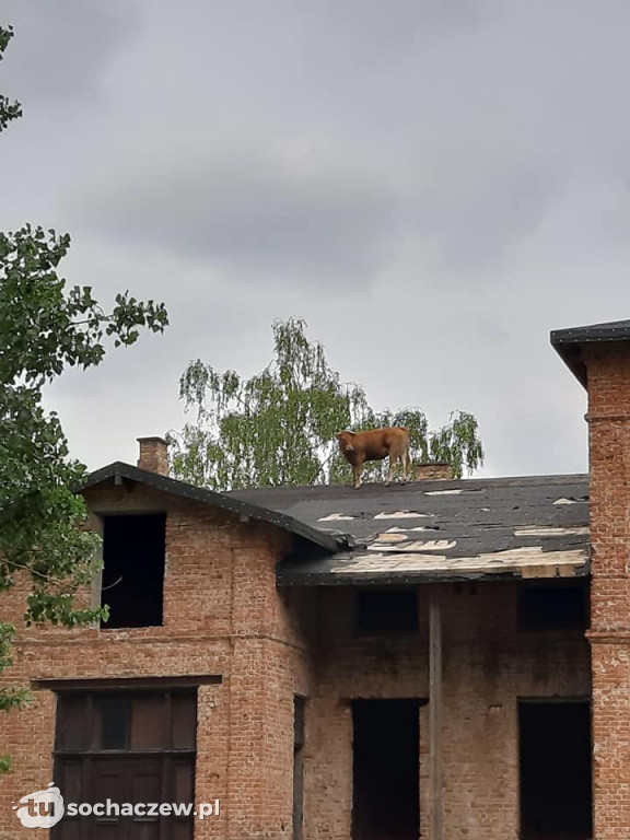 Krowa na dachu. Interwencja strażaków