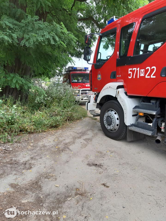 Krowa na dachu. Interwencja strażaków