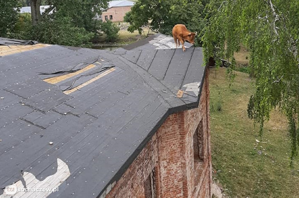 Krowa na dachu. Interwencja strażaków