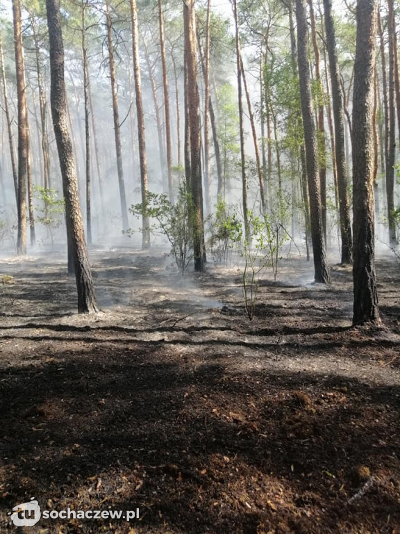 Spłonęło 5 hektarów lasu