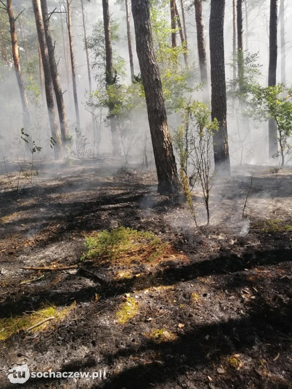 Spłonęło 5 hektarów lasu