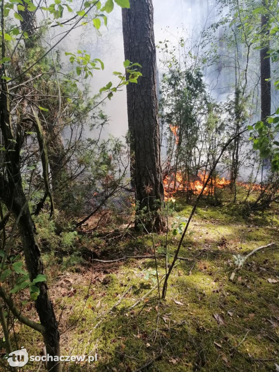 Spłonęło 5 hektarów lasu
