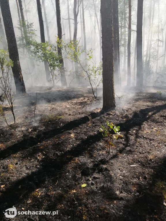 Spłonęło 5 hektarów lasu