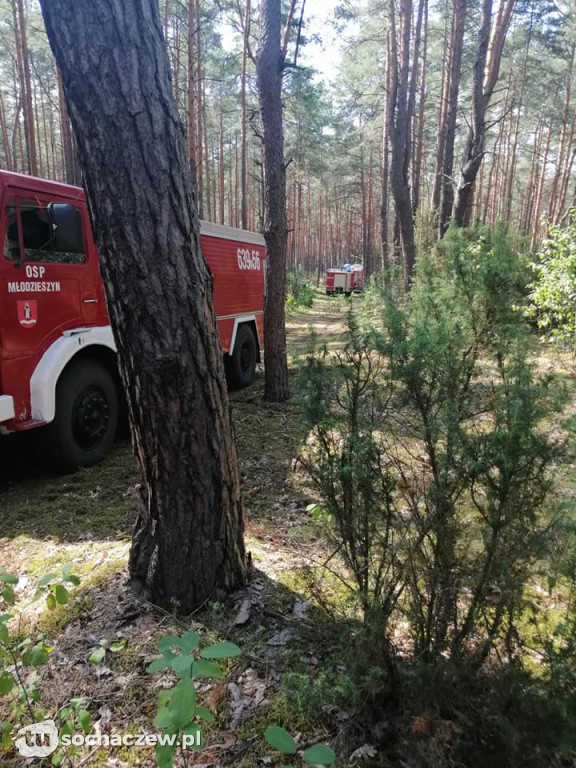 Spłonęło 5 hektarów lasu