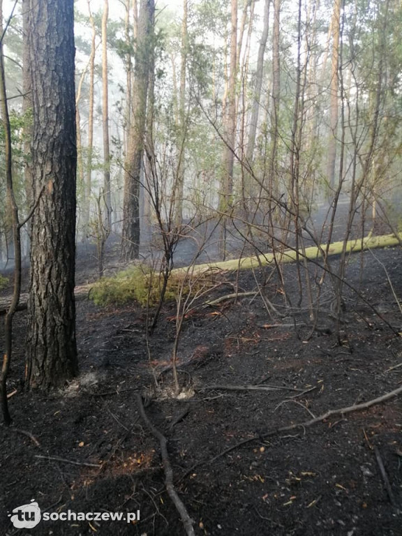 Spłonęło 5 hektarów lasu