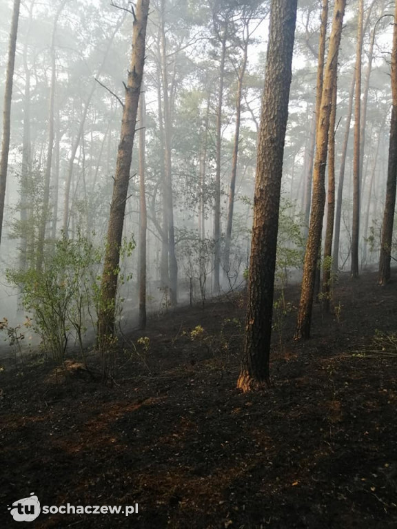 Spłonęło 5 hektarów lasu