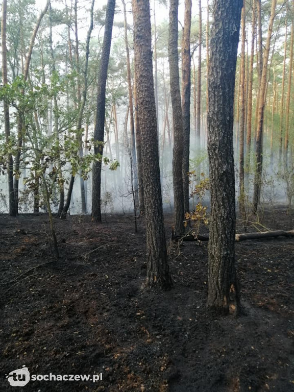 Spłonęło 5 hektarów lasu