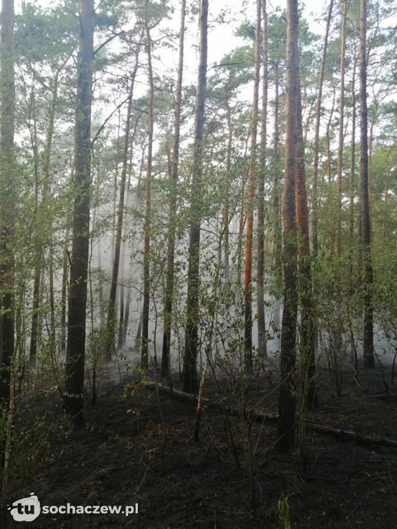 Spłonęło 5 hektarów lasu