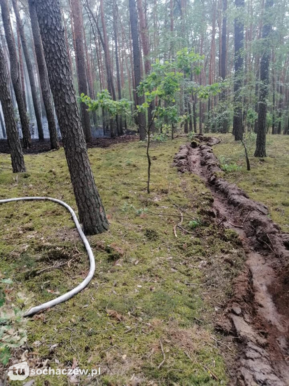 Spłonęło 5 hektarów lasu
