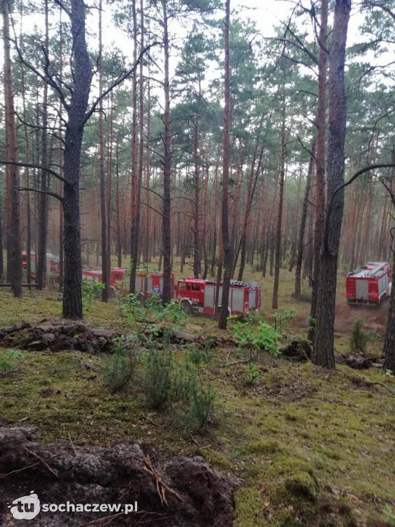 Spłonęło 5 hektarów lasu