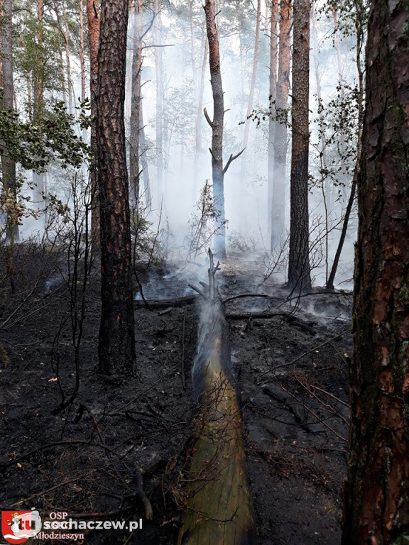 Spłonęło 5 hektarów lasu