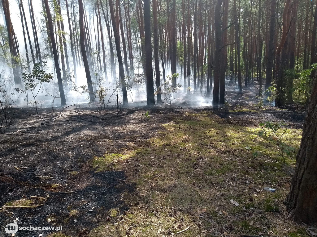 Spłonęło 5 hektarów lasu
