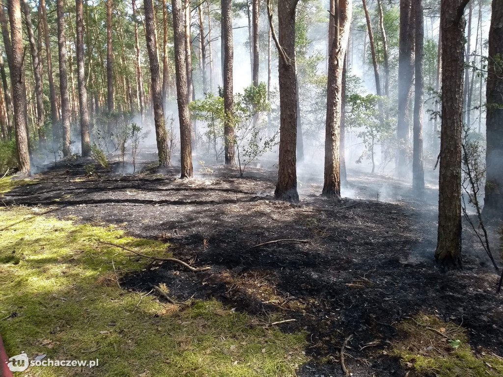 Spłonęło 5 hektarów lasu