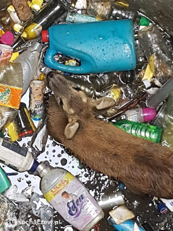 Sarenka w głębokiej studni. Teresin