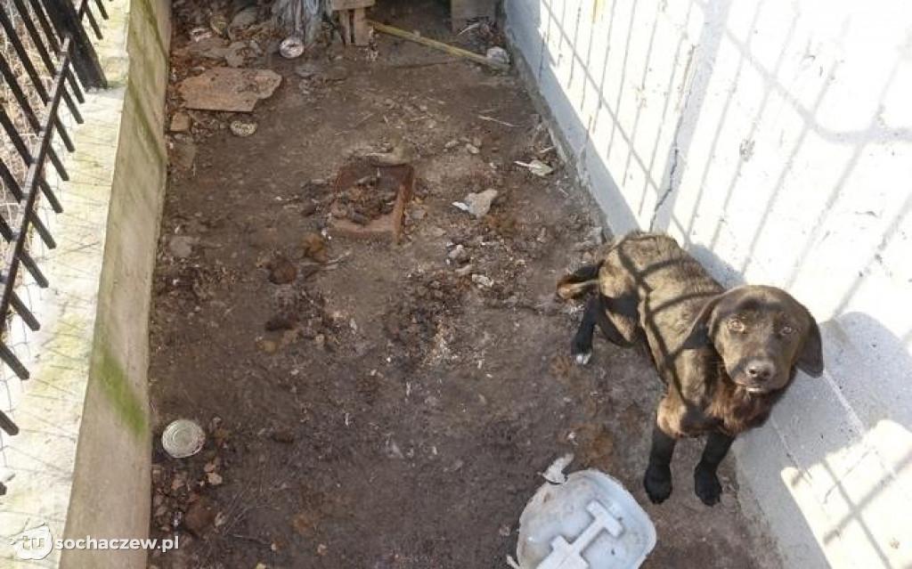 Likwidacja pseudohodowli pod Płockiem