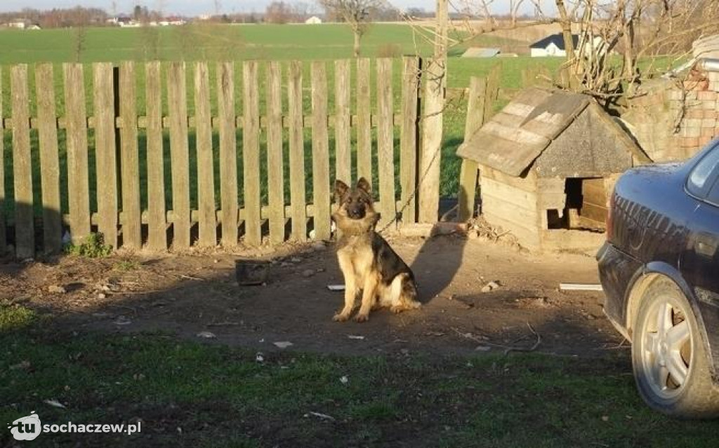 Likwidacja pseudohodowli pod Płockiem