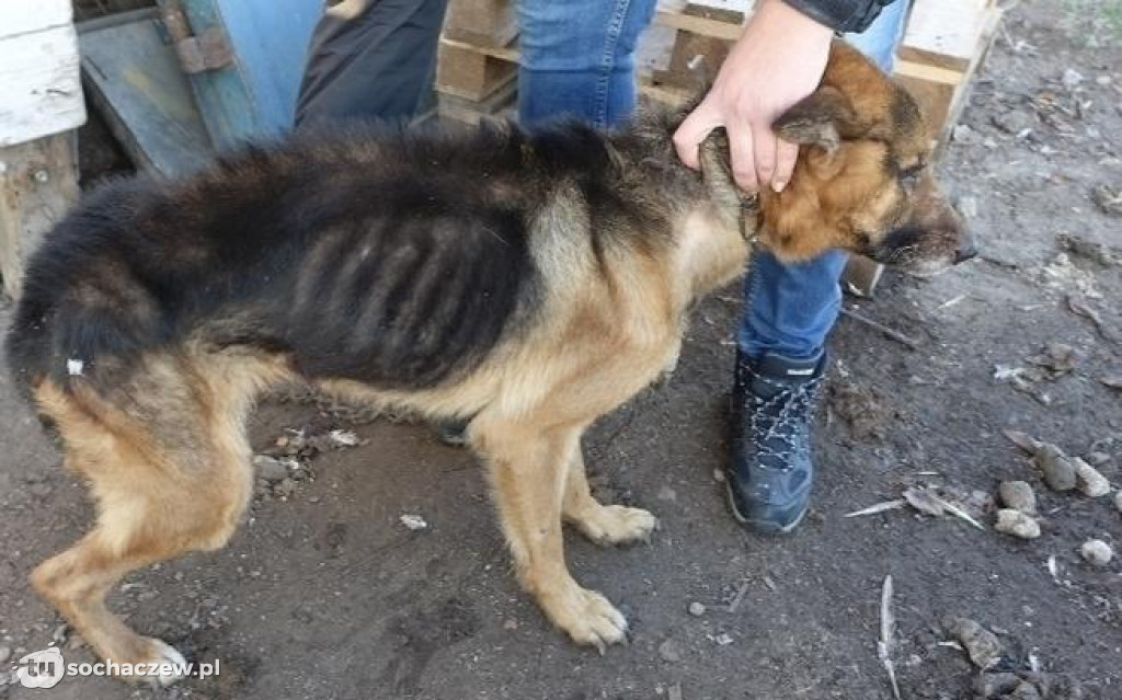 Likwidacja pseudohodowli pod Płockiem