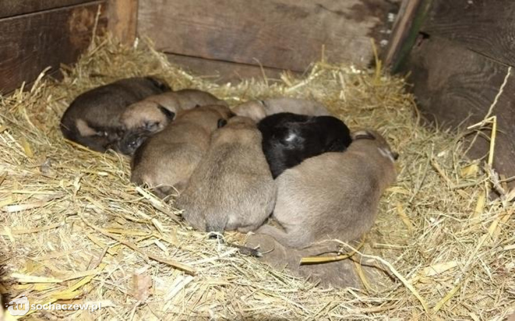 Likwidacja pseudohodowli pod Płockiem