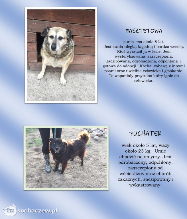 Gmina Młodzieszyn zachęca do adopcji porzuconych zwierząt