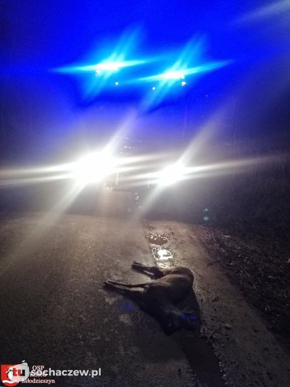 Ruch wahadłowy w Juliopolu