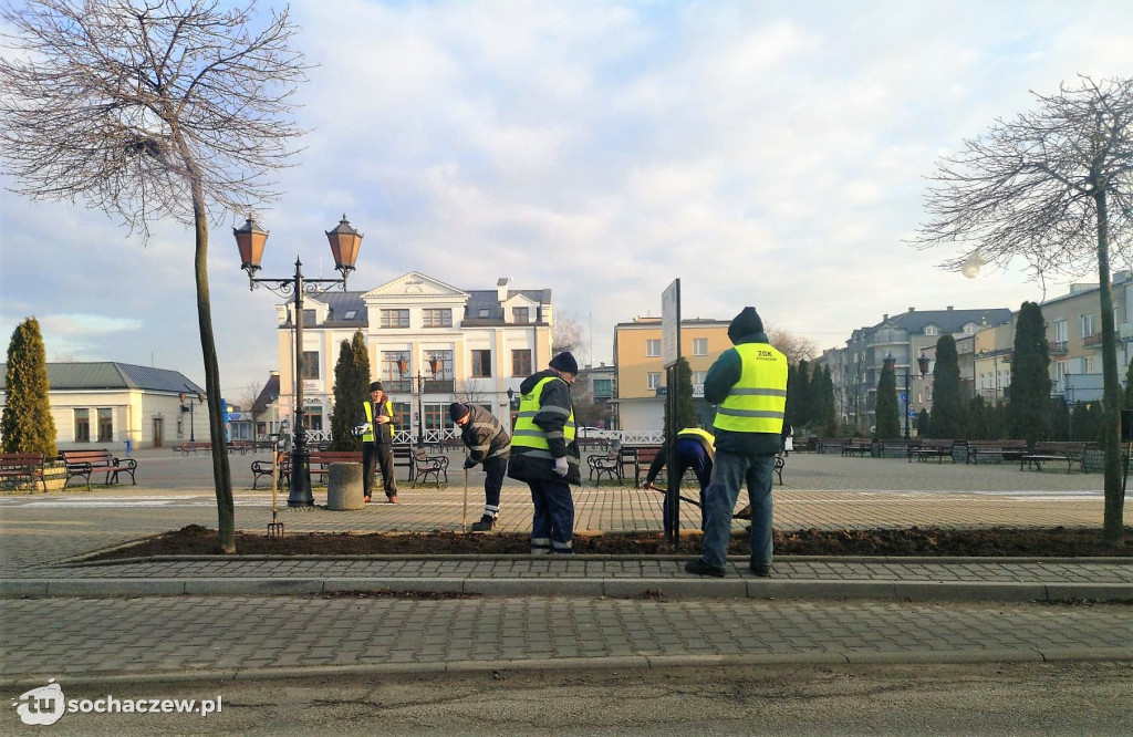 Wiosenne nasadzenia na placu Kościuszki