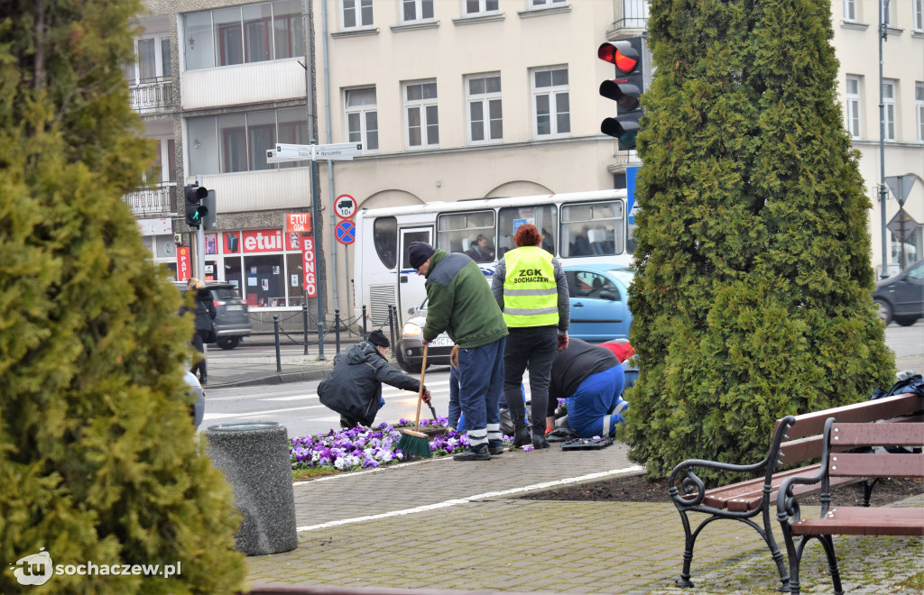 Wiosenne nasadzenia na placu Kościuszki