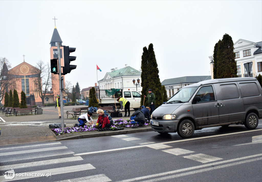 Wiosenne nasadzenia na placu Kościuszki