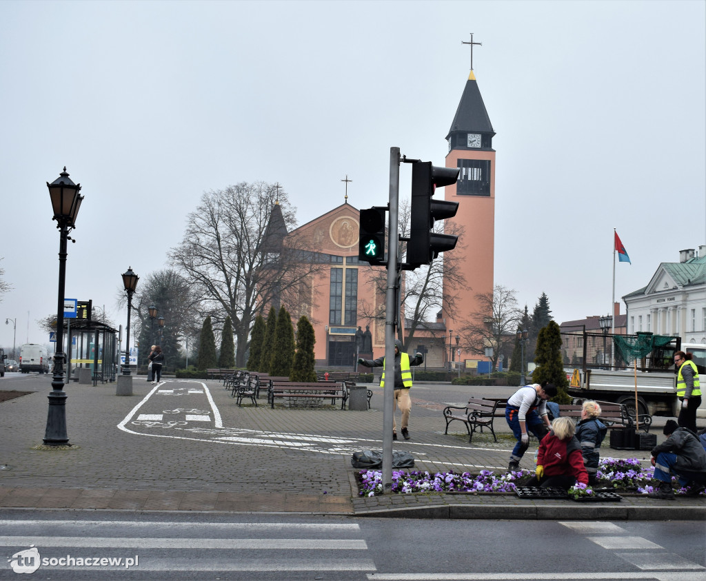 Wiosenne nasadzenia na placu Kościuszki