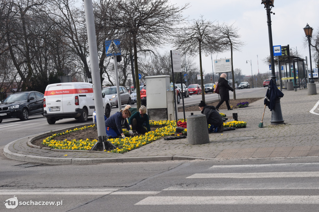 Wiosenne nasadzenia na placu Kościuszki