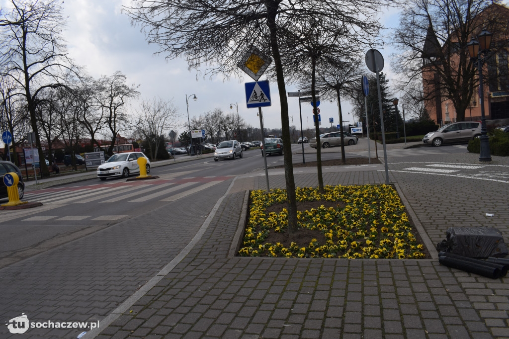 Wiosenne nasadzenia na placu Kościuszki