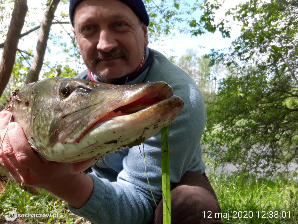 Rekordowy szczupak w Bzurze